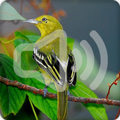 Common Iora Bird Call Sounds Ringtone icon