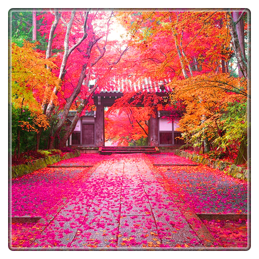 rain live wallpaper icon