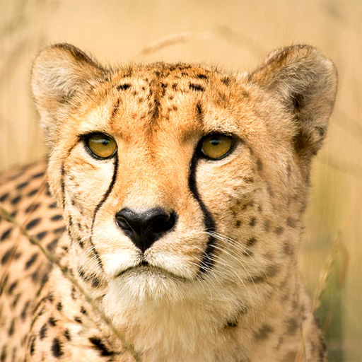 Wild Cats Sounds and Checklist icon