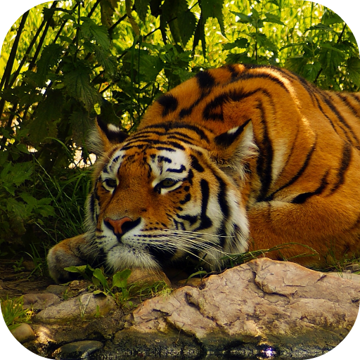 Tiger Live Wallpaper 4K icon