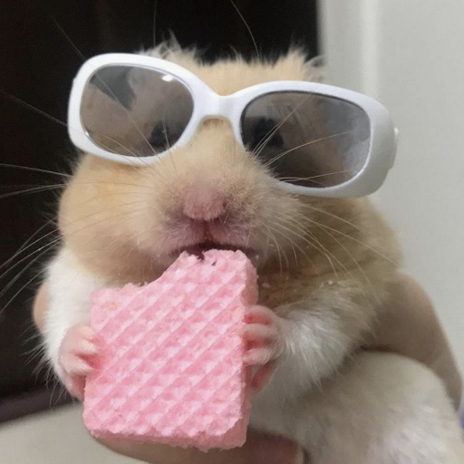 Funny Animal TikTok Video HD icon