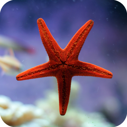 Starfish Wallpaper icon
