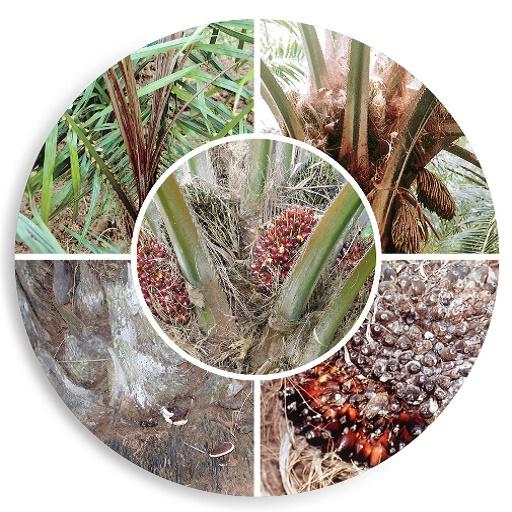 Oil Palm Diseases English icon