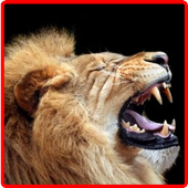 Poket Jungle Go! icon