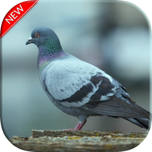 New Pigeon Wallpaper icon