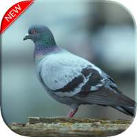 New Pigeon Wallpaper