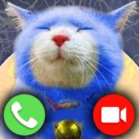 Videollamada con Dora-cat