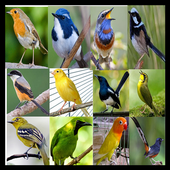 Kicau Master Jos icon