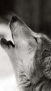 HD Wolf Wallpapers screenshot 9