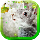 Funny Bunnies live wallpaper icon