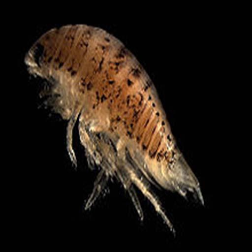 Isopod Party Hour icon