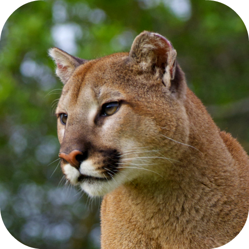 Cougar Sounds icon