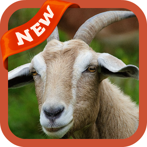 Goat Wallpaper icon