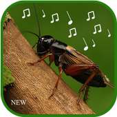 cricket sounds mp3