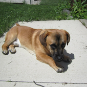 Shepard mix Dogs Jigsaw Puzzle icon