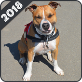 Pitbull Wallpapers icon