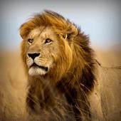 Angry Lion 3D Simulator icon