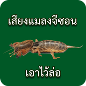 เสียงแมลงจีซอนเอาไว้ล่อ иконка