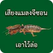 เสียงแมลงจีซอนเอาไว้ล่อ on 9Apps