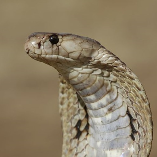 Змея обои иконка