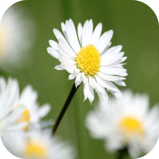 Daisy Wallpapers icon