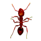 Insects Control أيقونة