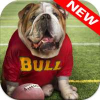 Bulldog Wallpaper on 9Apps