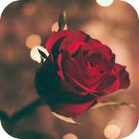AppLock Theme Red Rose on 9Apps
