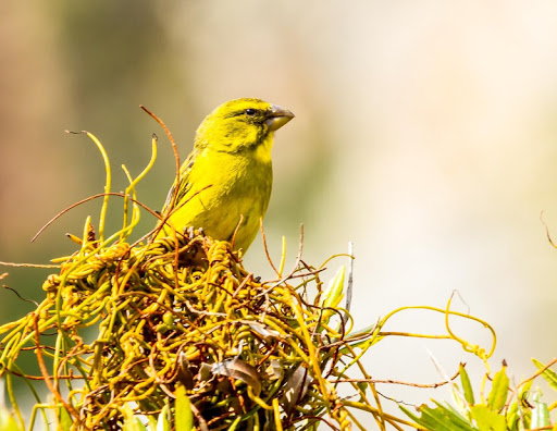 Canary Bird Wallpapers HD screenshot 2