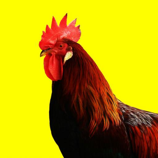 Rooster Sounds icon