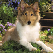 Collies Dog Jigsaw Puzzle icon
