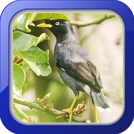 Masteran Burung Jalak Kebo icon