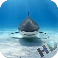 Sharks Video Live Wallpaper on 9Apps