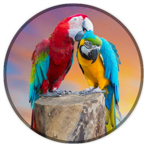 Flying Birds Live Wallpaper icon