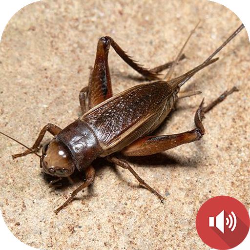 Cricket Sounds icon
