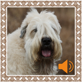 Barking Dog Sounds icon