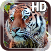 Tiger Live Wallpaper icon
