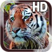 Tiger Live Wallpaper on 9Apps