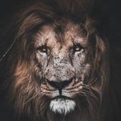 Citations De Motivation icon