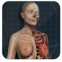 Female Anatomy 3D : Female 3D organs Anatomy