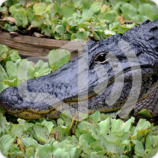 Alligator Sounds Ringtones icon