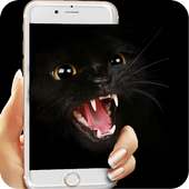 Golden Eyes Black Cat