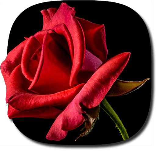 Blooming Roses Video Wallpaper icon