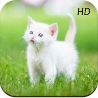 Cat Wallpapers