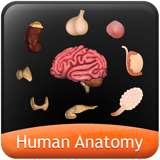 HumanAnatomy-Endocrine System icon