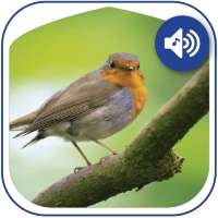 Birds sounds, ringtones birds