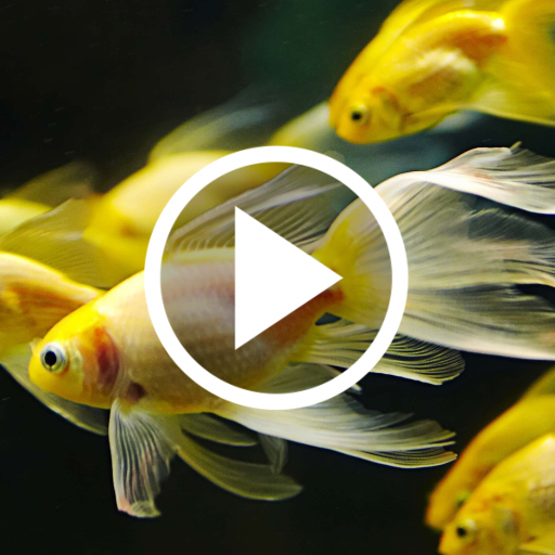 Fish Video Live Wallpaper icon