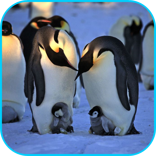 Penguins Video Live Wallpaper icon