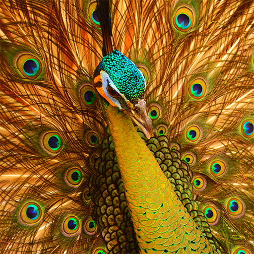 Birds Jigsaw Puzzles icon