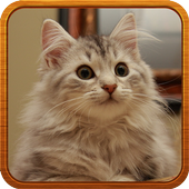 cat Ringtone icon